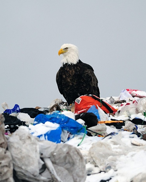 File:Eagle on garbage.jpg